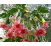 Бругмансія рожева (1 шт.) Datura arborea / Brugmansia arborea